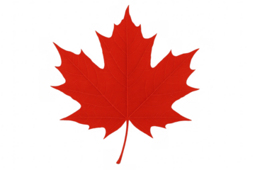 Red maple leaf representing canada on transparent background