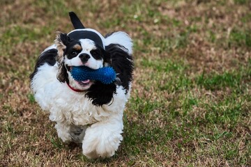 A beautiful party colored cocker spaniel running with a toy playing fetch.