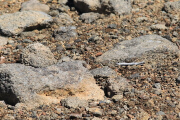 Daisetsuzan Melissa Arctic (Oeneis melissa daisetsuzana) in Hokkaido, Japan