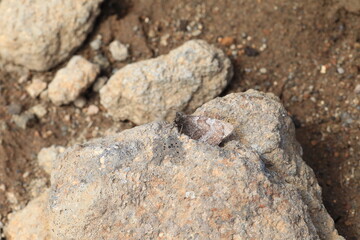 Daisetsuzan Melissa Arctic (Oeneis melissa daisetsuzana) in Hokkaido, Japan