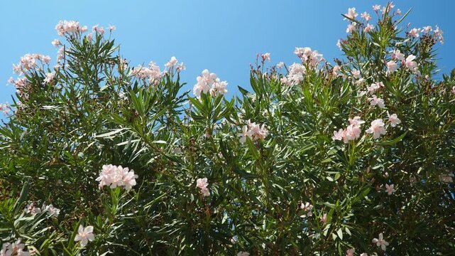 Nerium oleander, rosebay cultivated worldwide in temperate and subtropical areas as an ornamental and landscaping plant. Genus Nerium, Apocynoideae, Apocynaceae. Montenegro, Adriatic, Mediterranean