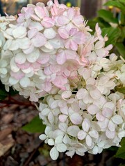 pink hydrangea flowers, hydrangea at sunset 