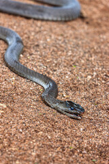 black mamba snake crawling in the sand, deadly poisonous african reptiles , adult snake