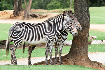a pair of endangered Grevy zebras under shade tree