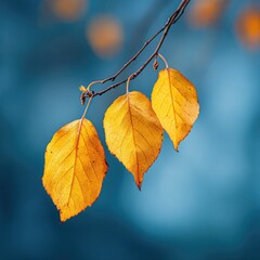 Three vibrant yellow autumn leaves on a branch against a blurred teal background