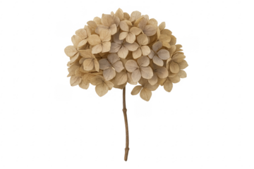 Dried hydrangea flower with transparent background for easy isolation