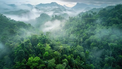 Aerial view Misty mountain rainforest at dawn.  Use Eco-tourism brochure