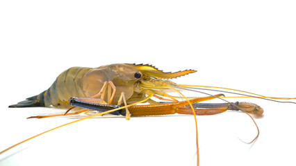 Fresh river prawns isolated on white background. Big freshwater prawns. River prawns for cooking.