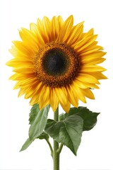 Fototapeta premium Single sunflower against white background (2)
