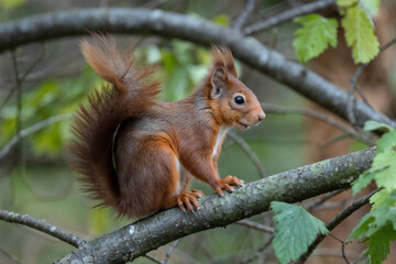 Eurasian Red Squirrel on a Branch: Wildlife Photography of a Rodent in its Natural Habitat