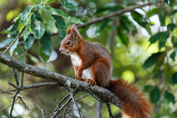 Eurasian Red Squirrel in Natural Habitat: Stunning Wildlife Photography