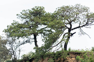 arbol