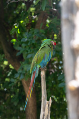 guacamaya, loro, cotorro