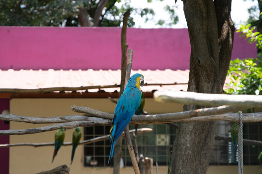 guacamaya, loro, cotorro