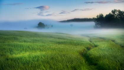 Obraz premium enchanting allure and serene ambiance of a grassland veiled shroud of mist where ethereal fog delicately embraces terrain conjuring a surreal and otherworldly vista