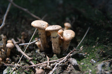 hongo, naturaleza, macro