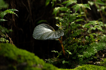 flor, naturaleza, macro