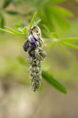 flor, naturaleza, macro