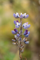 flor, naturaleza, macro