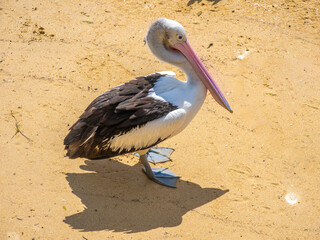 Closeup of an australian pelican (Pelecanus conspicillatus) resting on the mudflats of Cairns iconic Esplanade, Cairns, Queensland, Australia