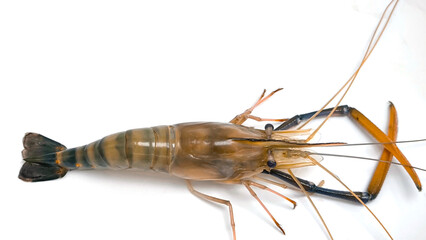 Fresh river prawns isolated on white background. Big freshwater prawns. River prawns for cooking.