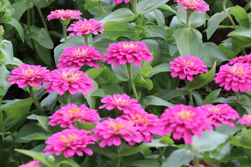 pink flowers in the garden