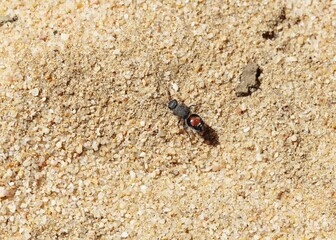 Badge Velvet Ant (Ephutomorpha maculata), South Australia