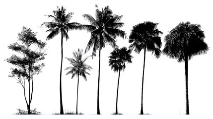 Tropical palm trees set silhouettes on transparent background