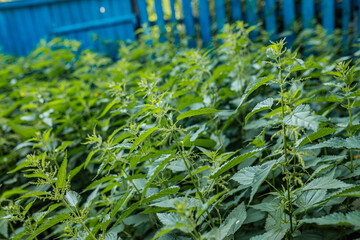 Green wall of nettles along the pathway