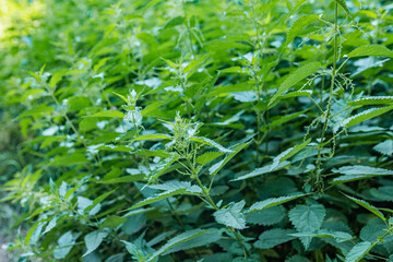 Trailside nettle thicket in summer