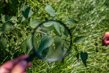 Leonurus japonicus examined with a magnifying glass