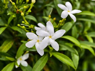 Fototapeta premium Mondokaki Flower (Tabernaemontana Divaricata) in the morning