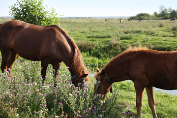 Fototapeta premium Beautiful horses grazing in meadow on sunny day