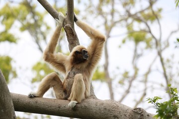 木の上に座り振り返るシロテテナガザル