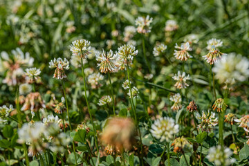 White clover blooms creating a bee friendly lawn