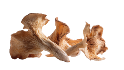 Close-up of two dried mushrooms