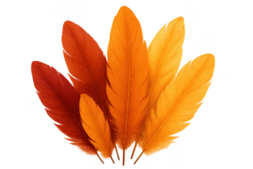 Vibrant orange and red feathers forming a fan shape on transparent background