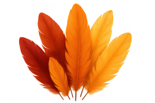 Vibrant orange and red feathers forming a fan shape on transparent background