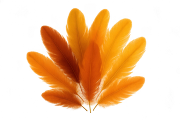 Orange feathers creating a fan shape on transparent background