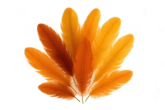Orange feathers creating a fan shape on transparent background