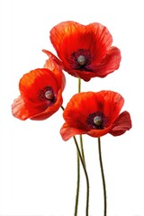 Three vibrant red poppies against a white background