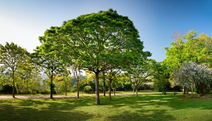 Fototapeta premium a variety of trees display vibrant green leaves and unique structures against a plain backdrop the arrangement emphasizes the richness of nature and the beauty of each tree type
