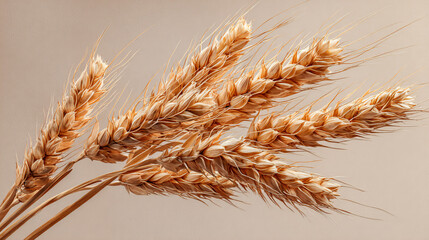 close-up of single tied bunch of wheat stems on pale neutral background, sharp golden texture, clean autumnal composition with ample negative space