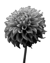 Close-up grayscale dahlia (1)