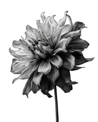 Close-up grayscale dahlia (2)