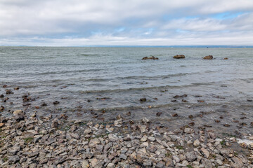  Chert / sedimentary rock. commonly with thin interlayers of reddish-brown shale, graywacke and greenstone. Coyote Point Beach, San Mateo, California. San Francisco Peninsula. San Francisco Bay

