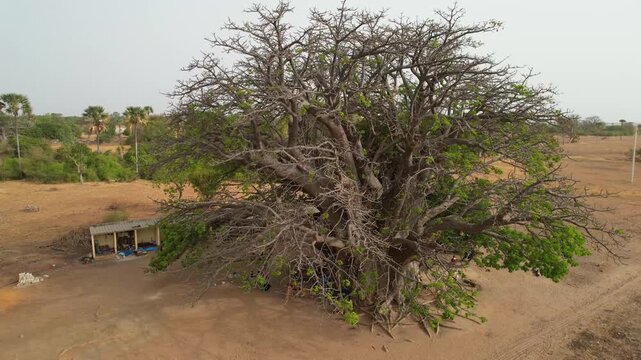 SENEGAL - 7.14.2025 - Great aerial view circling counterclockwise around a baobab tree in Senegal.