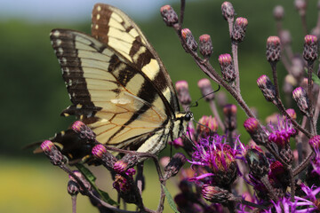 Close-up of an Eastern Tiger Swallowtail Butterfly (Papillo glaucus) gathering nectar from the purple flowers of an ironweed (Vernonia ) plant in the eastern United States. 
