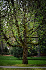 The tree's branches have an interesting shape, and the tree trunk is twisted into a spiral.