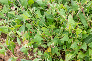 Atriplex prostrata, called the spear-leaved orache, hastate orache, thin-leaf orache, triangle orache, and fat hen.  Coyote Point Beach, San Mateo, California. San Francisco Peninsula / Bay